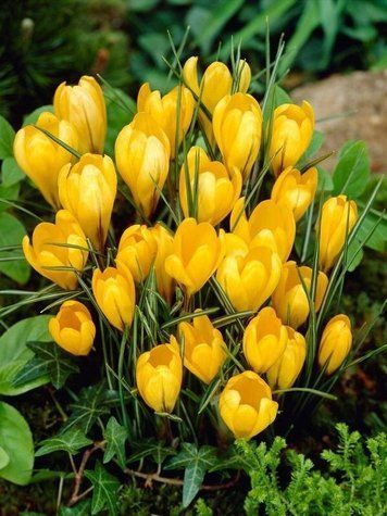 Крокус Golden Yellow 3шт  Крокус Golden Yellow 10+ фото