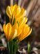 Крокус Golden Yellow 3шт  Крокус Golden Yellow 10+ фото 2