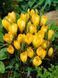Крокус Golden Yellow 3шт  Крокус Golden Yellow 10+ фото 1