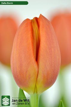 10015 фото