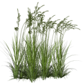 Травы