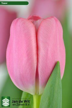 10020 фото