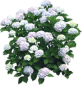 Декоративные кустарники