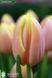 Луковица  тюльпана Mango Charm 12+ 3шт 10018  фото 1
